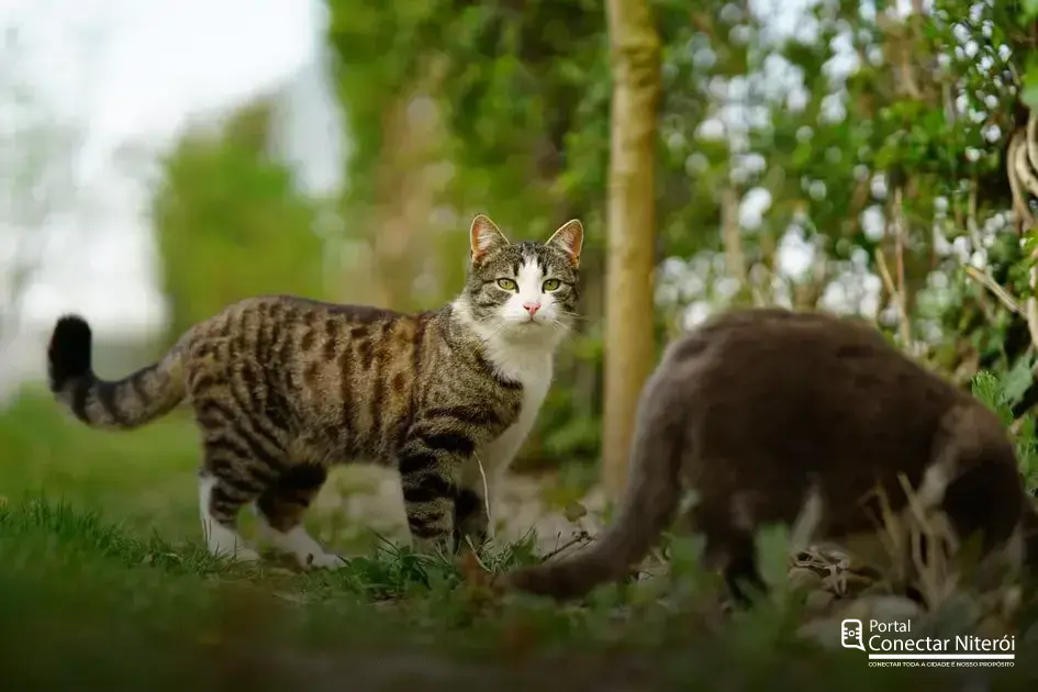 Clínicas Veterinárias